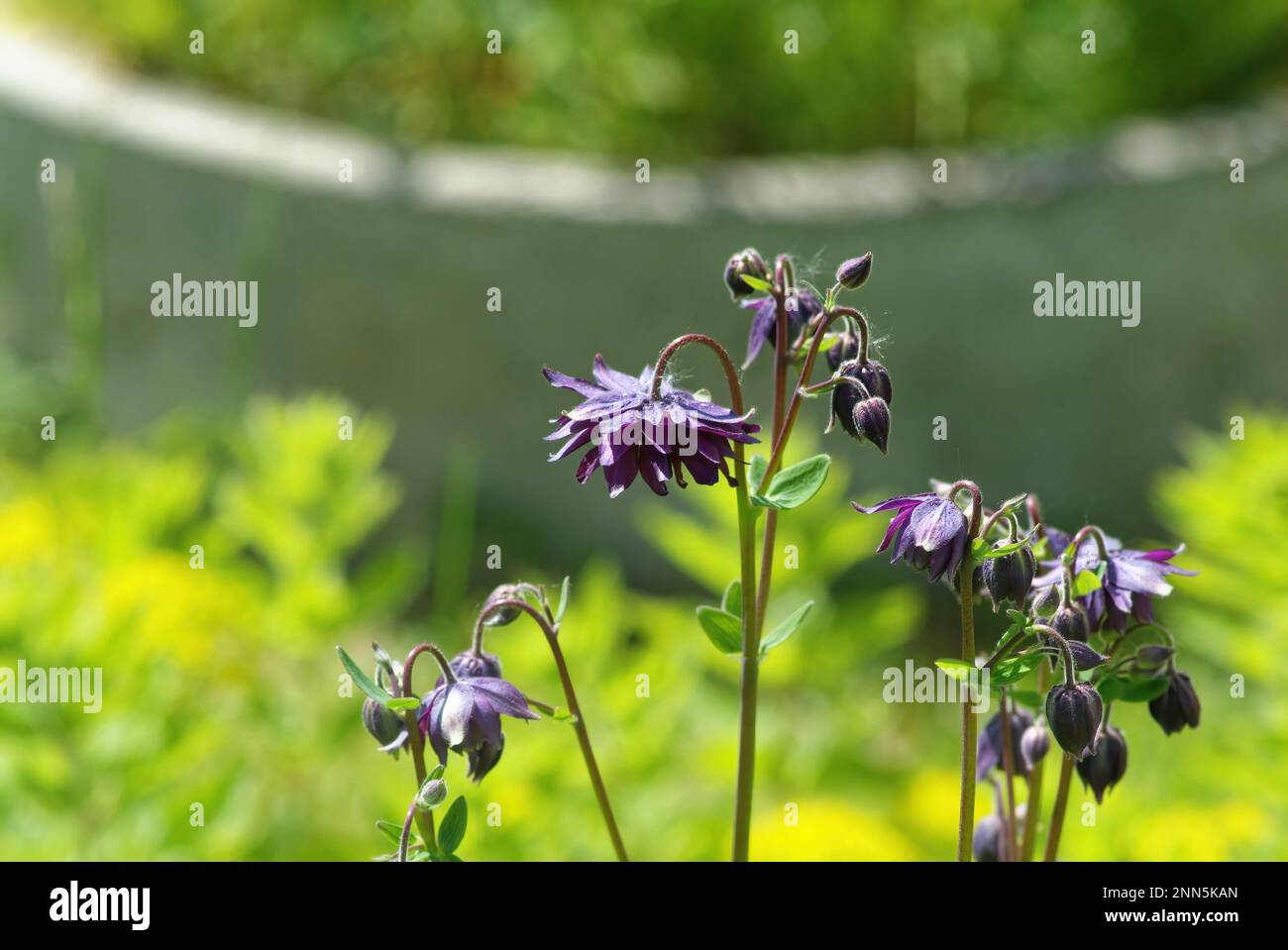 pequeña flor púrpura en el jardín, en primavera Foto de stock