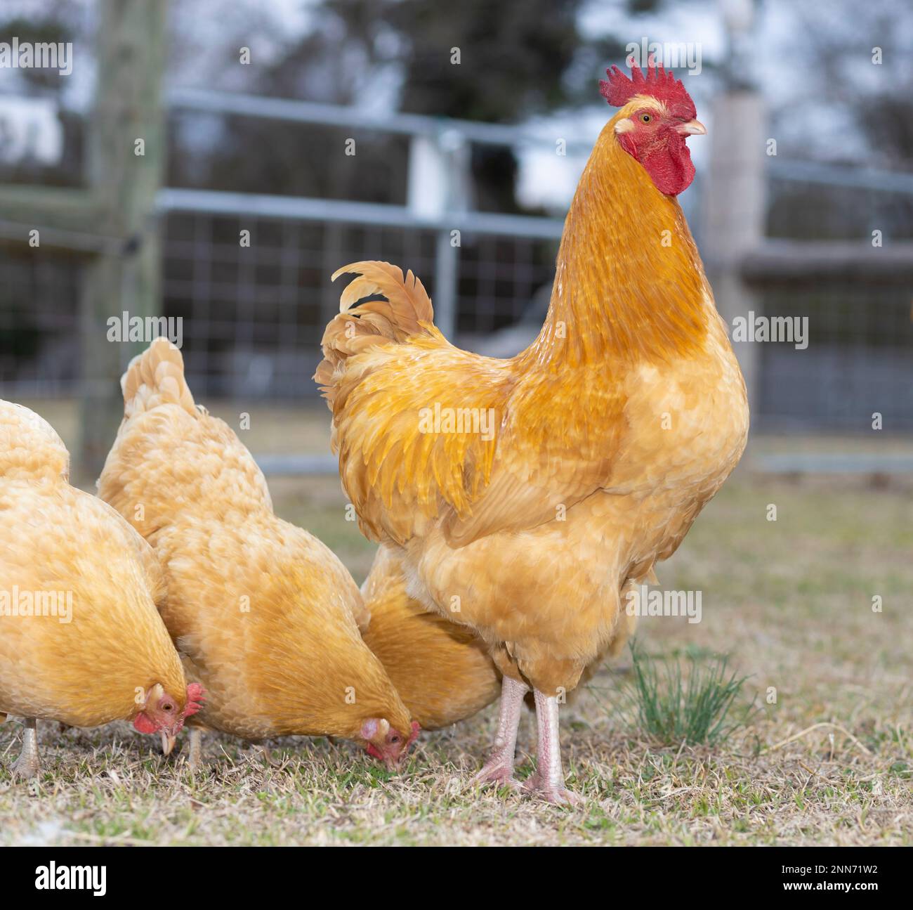 Orgulloso gallo de pollo dorado con sus gallinas detrás Foto de stock