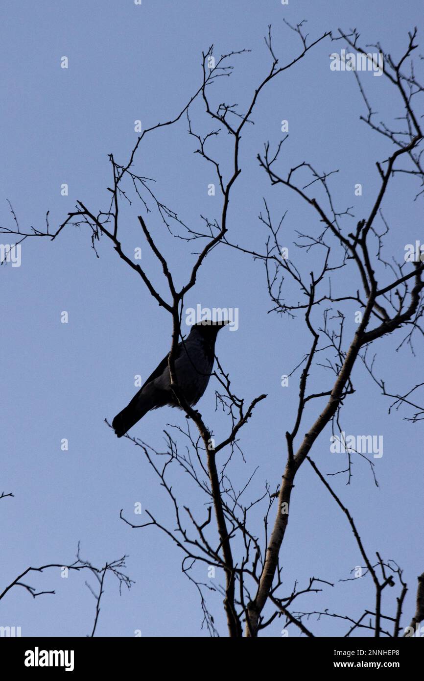 Un solo cuervo en un árbol Foto de stock