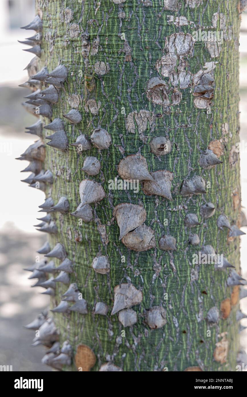 Primer plano de la corteza de un árbol de seda blanca (Ceiba insignis). Foto de stock