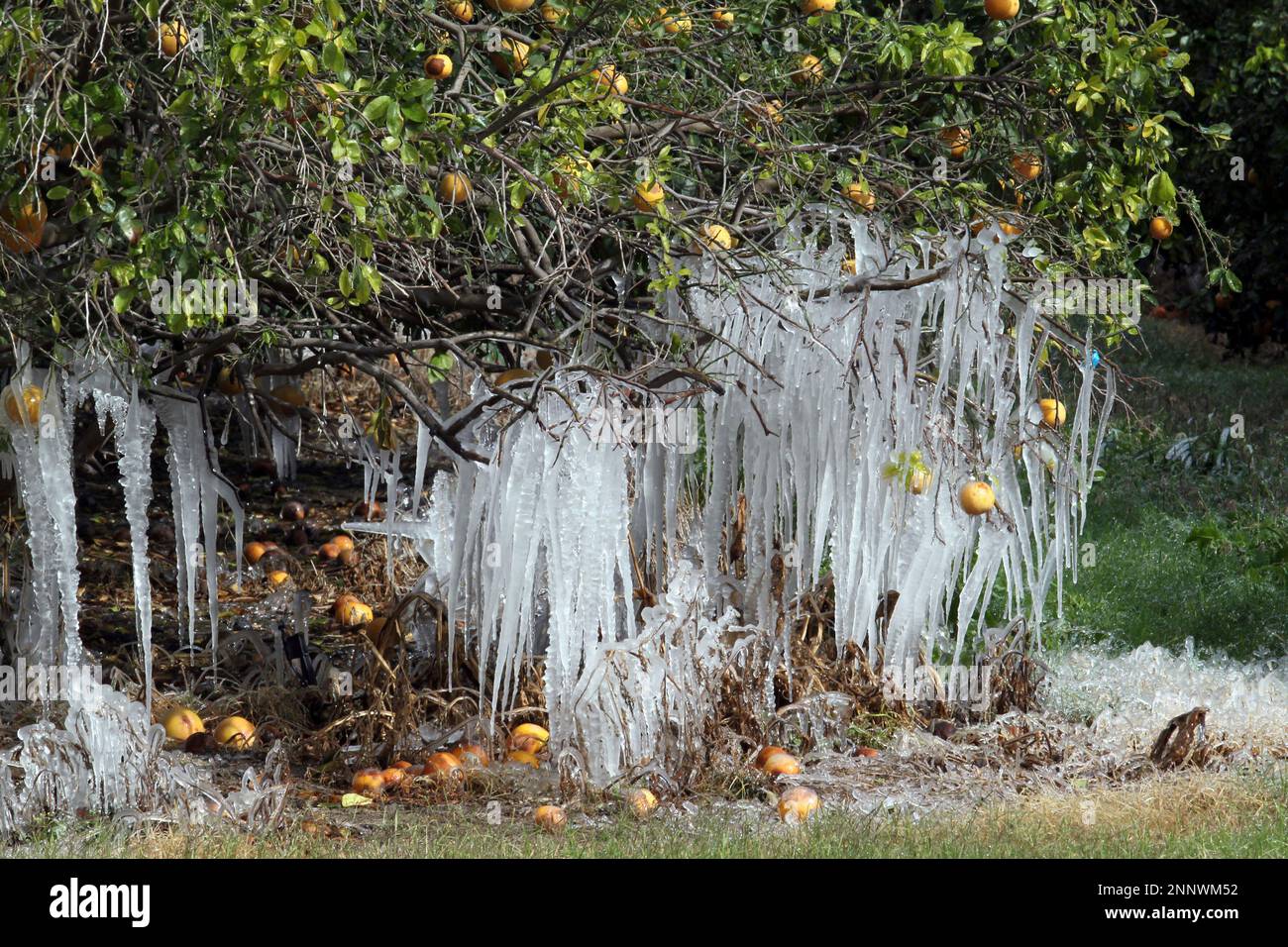 Icicles form on a citrus tree from a sprinkler system used to protect