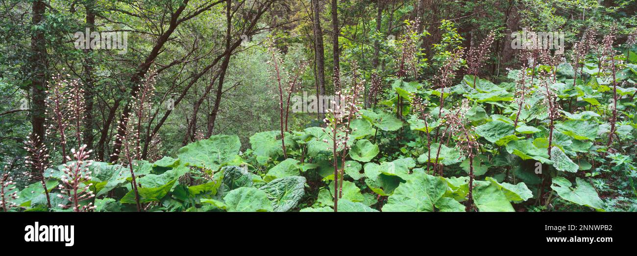 Paisaje con plantas verdes en el bosque, La Plant, Haute-Garonne, Francia Foto de stock