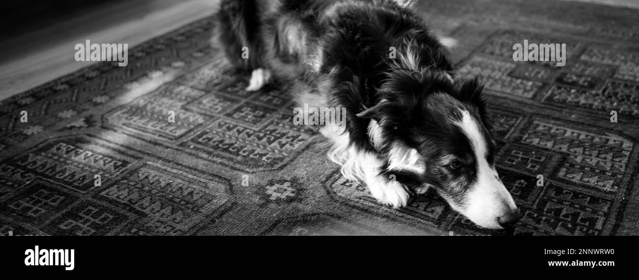 Negro y blanco Border Collie tumbado en la alfombra Foto de stock