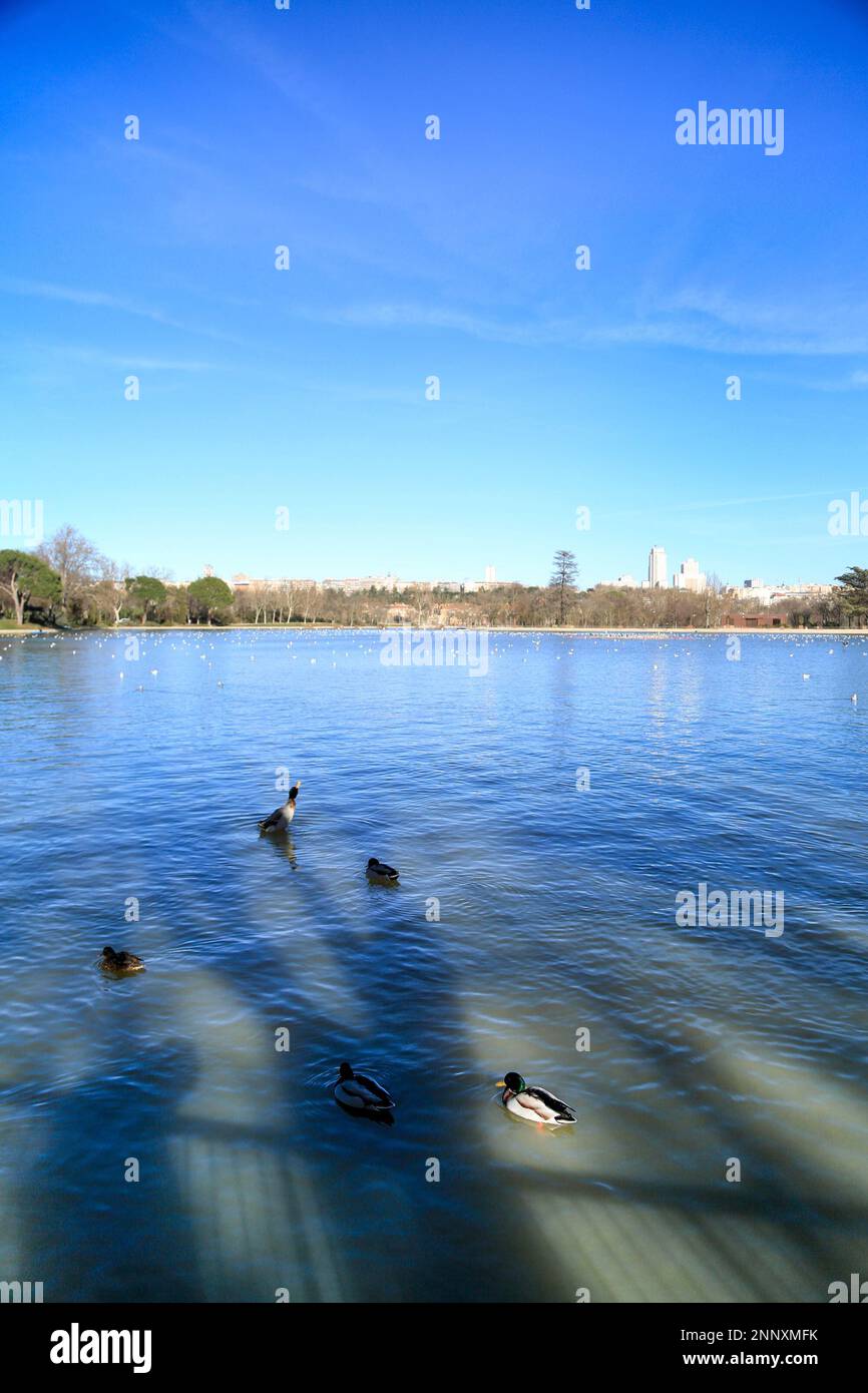 The lake of the Casa de Campo, in Madrid (Spain), 10 February 2021. The