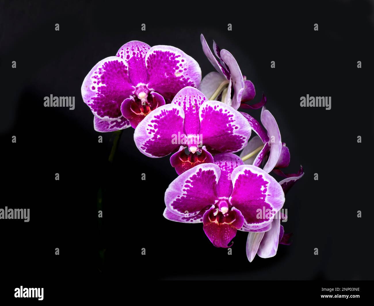 Orquídeas moradas contra fondo negro Foto de stock