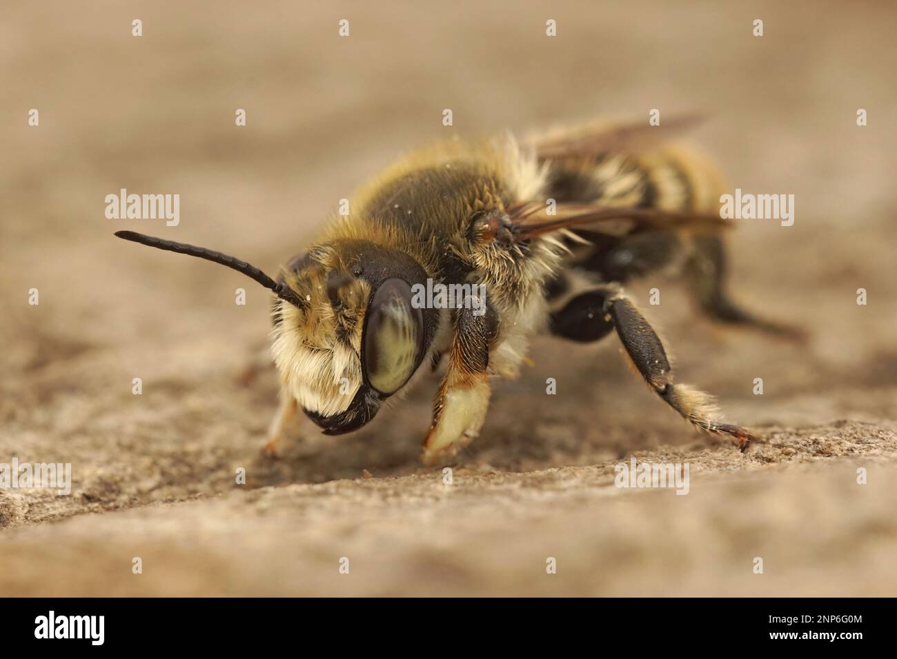 Detalle de primer plano en una abeja cortador costal macho, Megachile maritima, mostrando bien que es notablemente grueso muslo o fémur Foto de stock