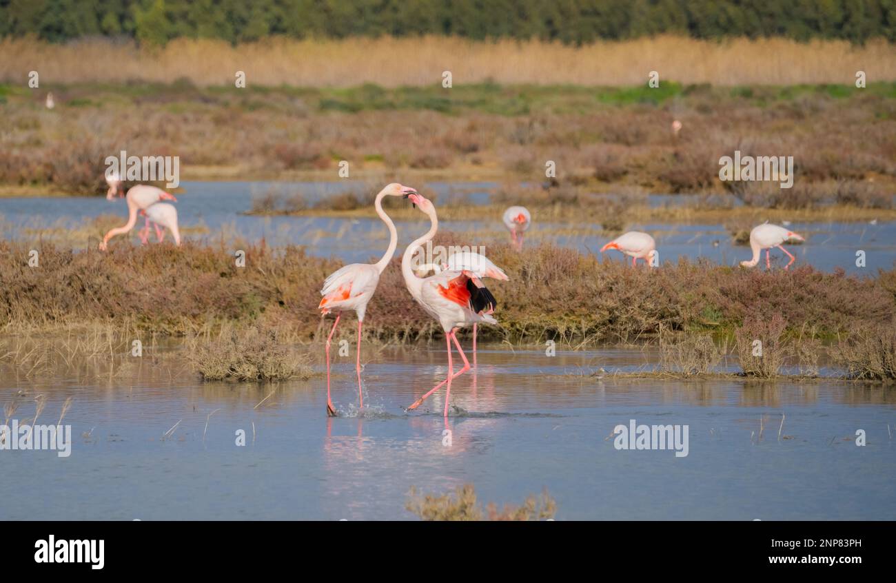 bandada de flamencos rosados en su entorno natural Foto de stock