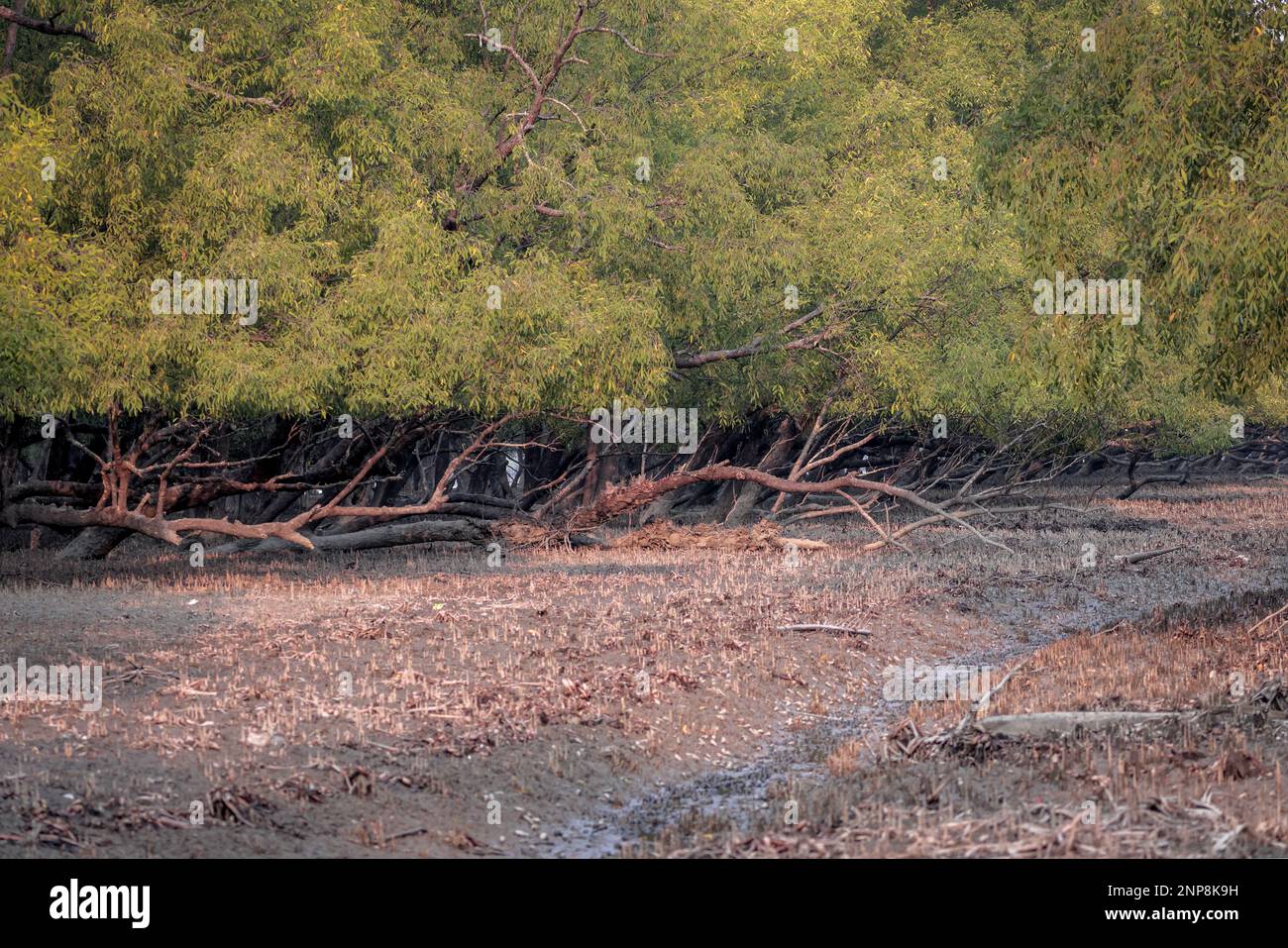Sundarbans, el bosque de manglares más grande del mundo. Esta foto fue