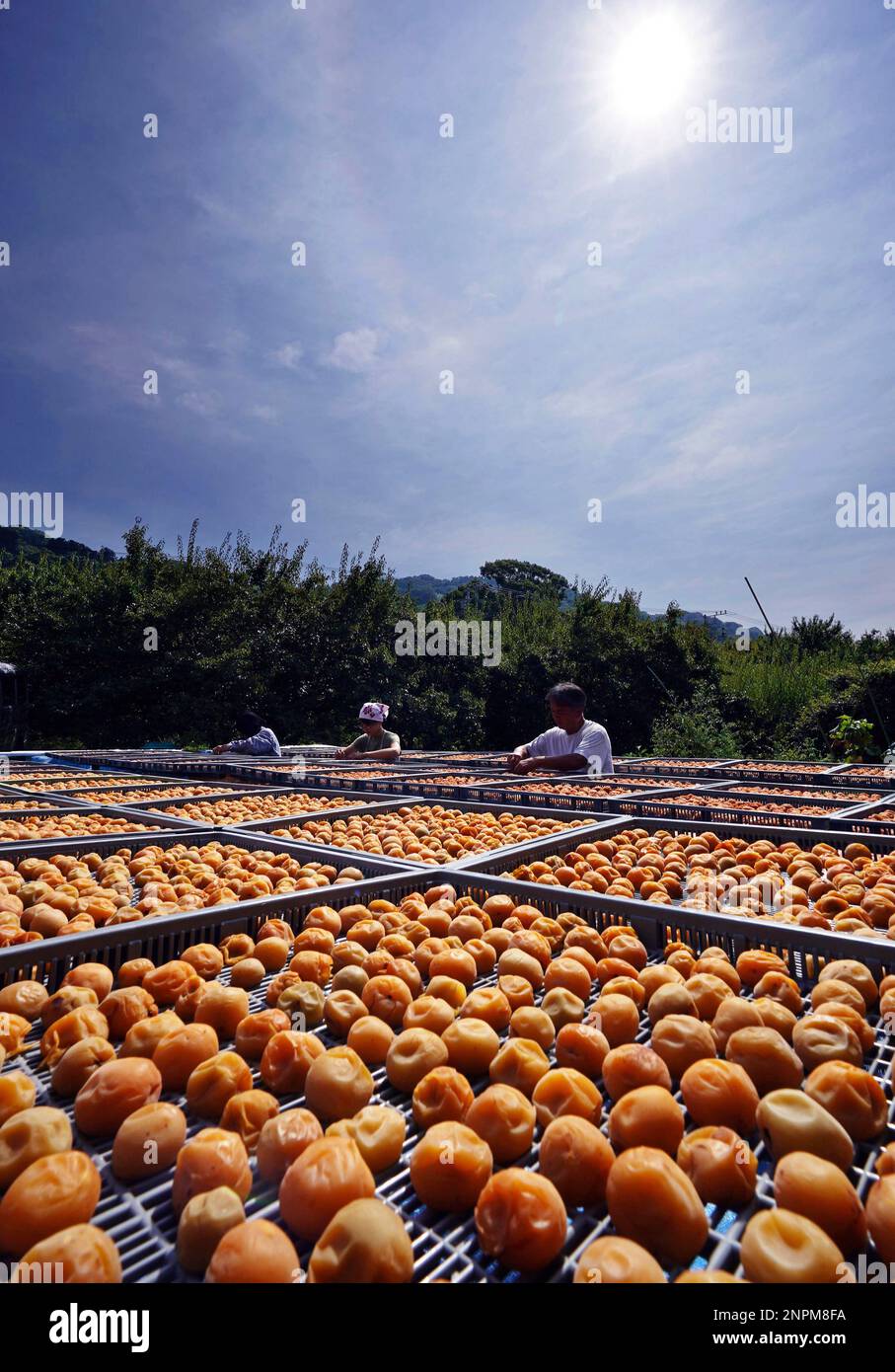 Japanese pickled plums are dried outside in Odawara City, Kanagawa