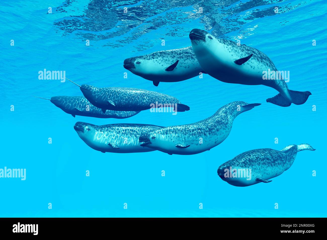 A greenland narwhal tusk fotografías e imágenes de alta resolución - Alamy