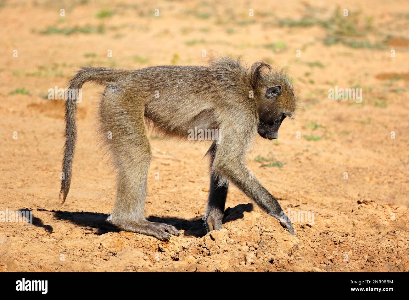 Un babuino chacma (Papio ursinus) forrajeando, reserva de caza Mkuze, Sudáfrica Foto de stock