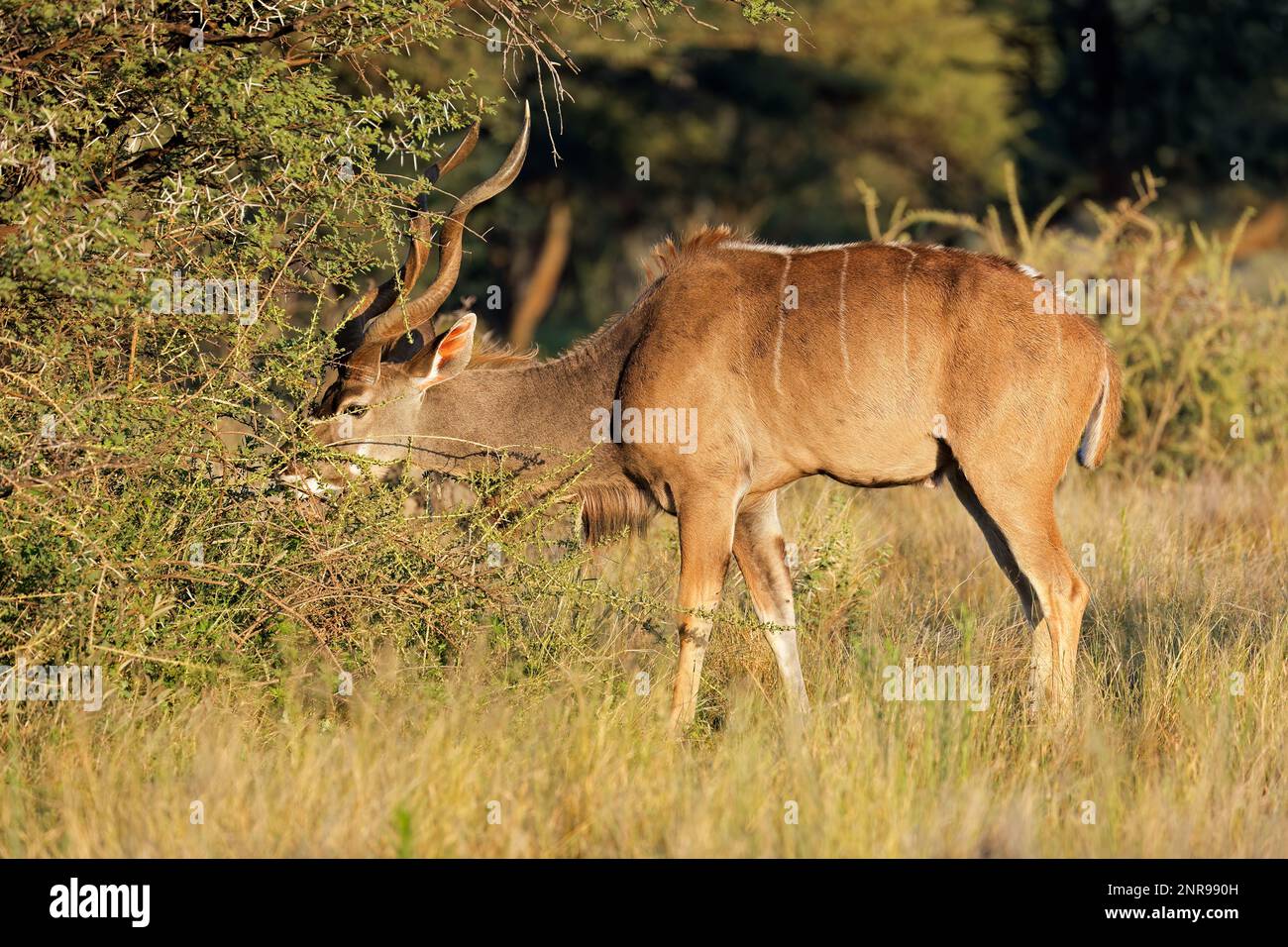 Antílope kudu macho (Tragelaphus strepsiceros) alimentándose en hábitat natural, Parque Nacional Mokala, Sudáfrica Foto de stock
