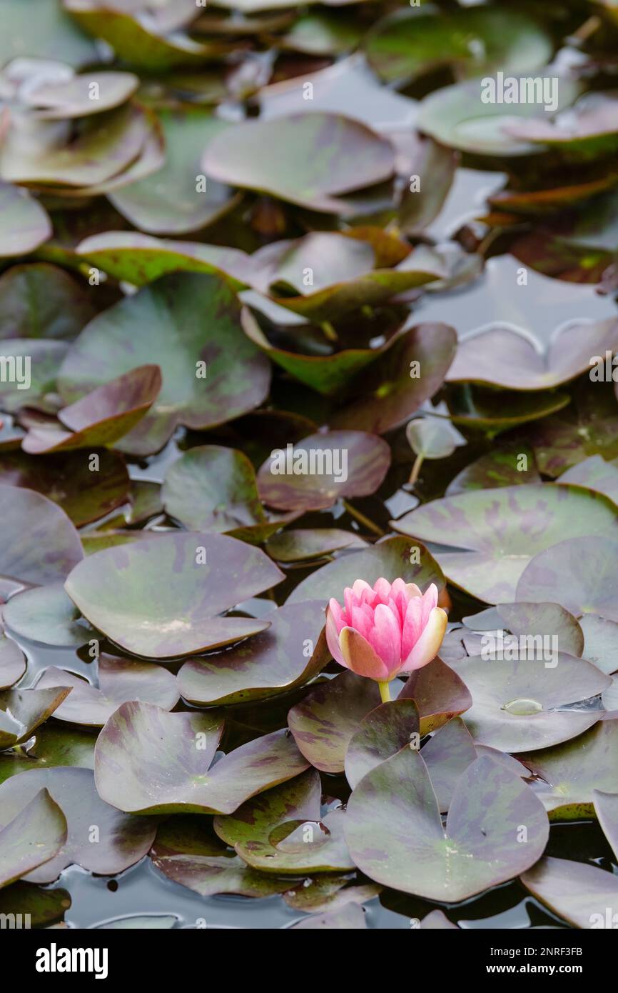 Nymphaea Indiana, nenúfar Indiana, acuática perenne con hojas redondeadas, verde oliva, flores en forma de copa Foto de stock