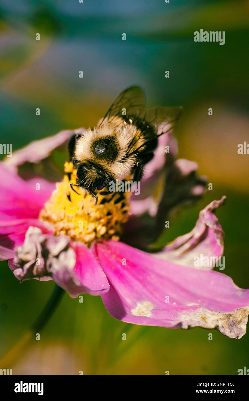 Bumble Bee en Cosmos en Backyard Garden Foto de stock