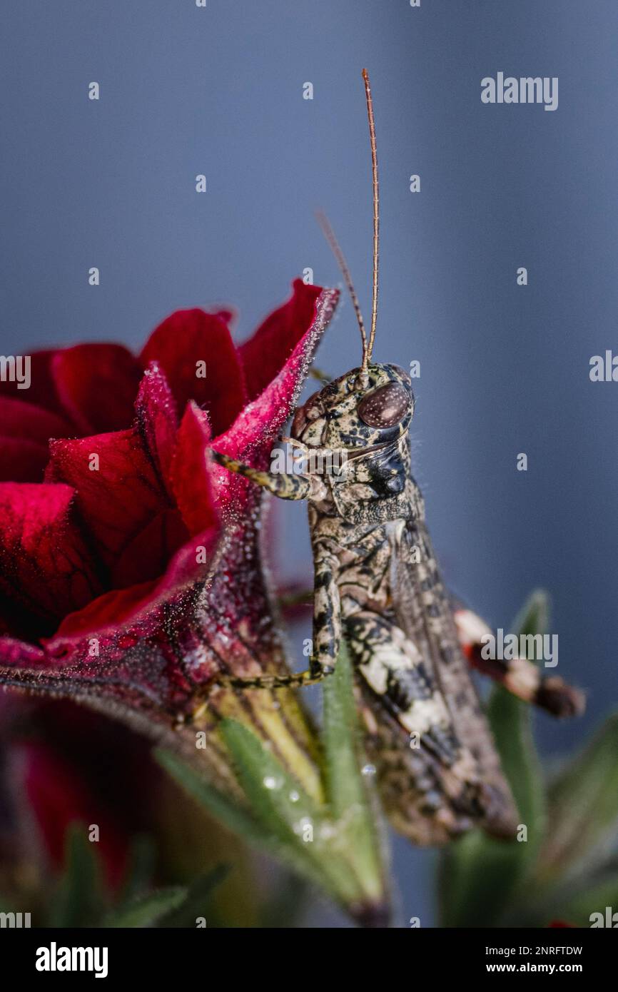 Primer plano de Grasshopper en flor roja Foto de stock