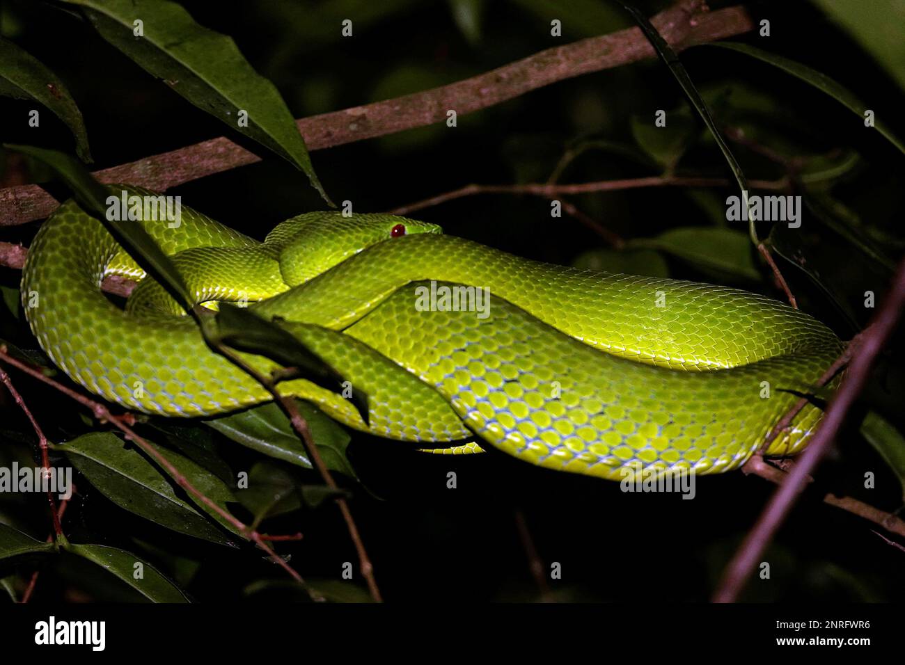Una imagen de dos serpientes verdes enrolladas alrededor de las ramas de un árbol en un entorno nocturno Foto de stock