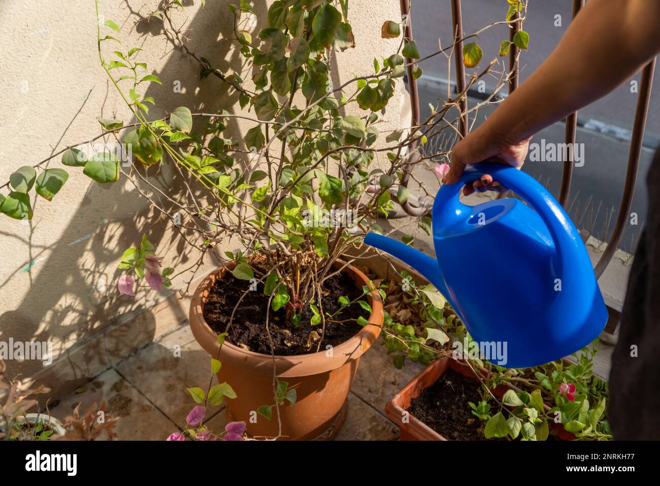 una mano humana que riega las plantas en el jardín del balcón. Foto de stock