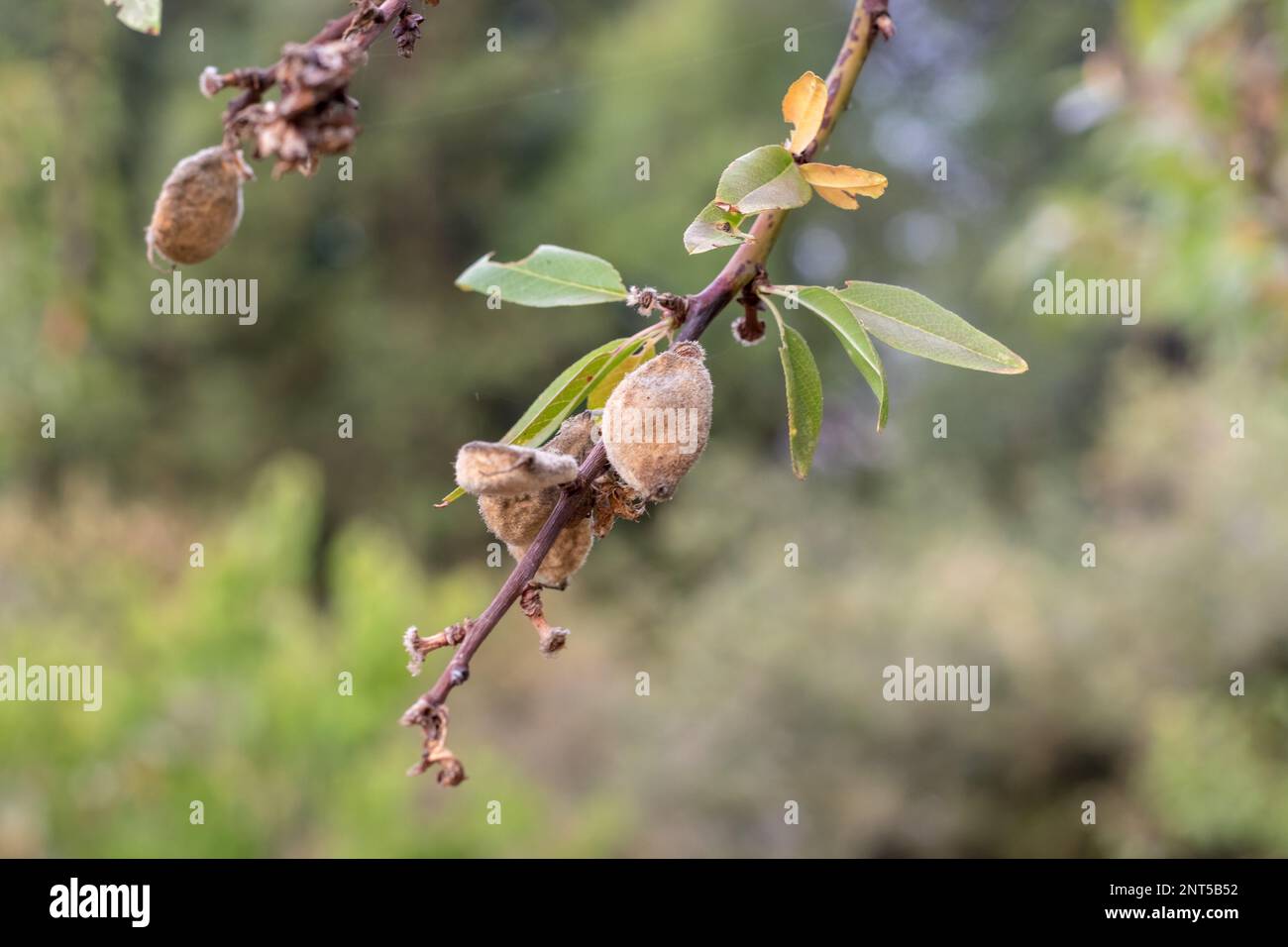 Vista de una rama de almendro en el campo. Imagen del follaje y la
