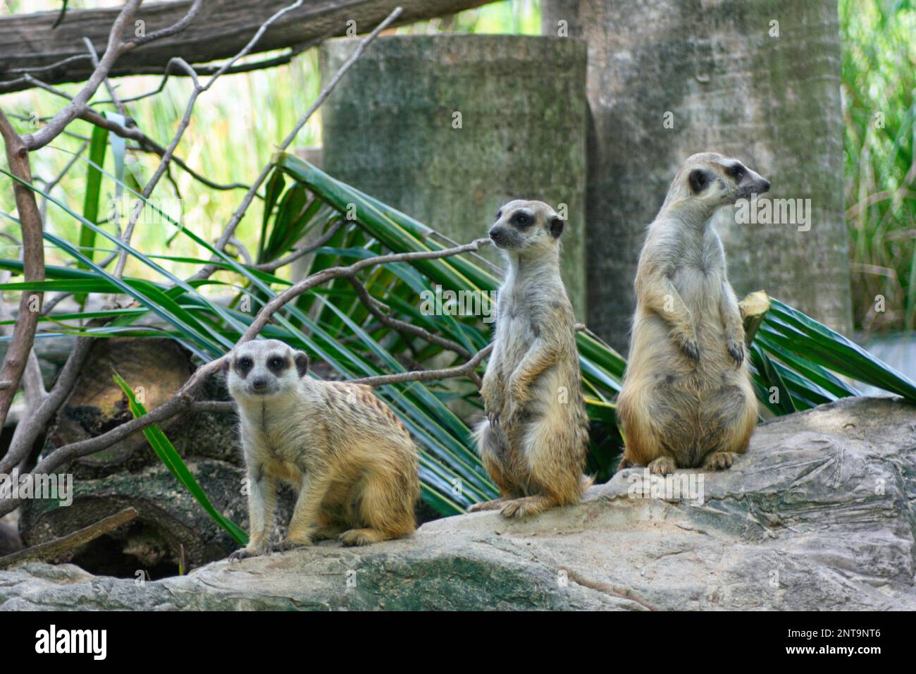 Tres suricatos en el mirador para ver si hay un depredador alrededor. Foto de stock