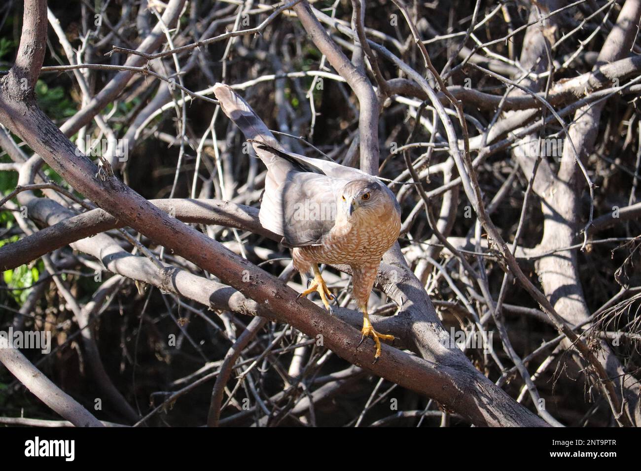 El halcón de Cooper o Accipiter cooperii posado en un árbol en el rancho de agua ribereña en Arizona. Foto de stock