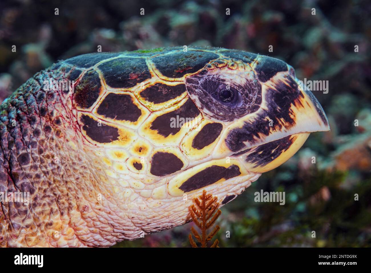 Tortuga carey, Eretmochelys imbricata, en peligro de extinción, Padang Bai, Bali, Indonesia, Pacífico Foto de stock