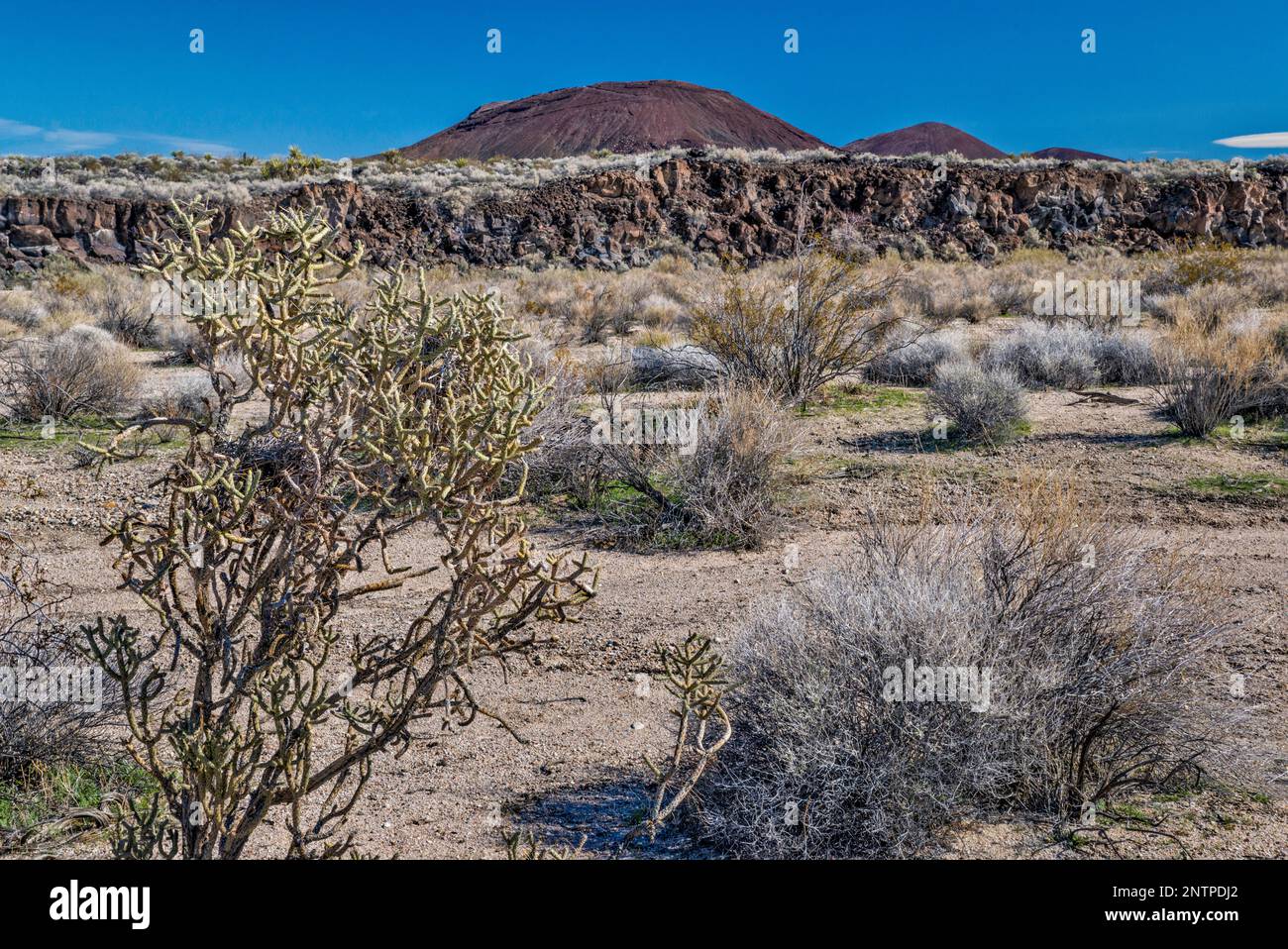 Capa de basalto, cono de ceniza, arbustos de creosota, lápiz cholla, camino de la mina de Aikens, Ceniza Cones Lava Beds, Mojave National Preserve, California, EE.UU Foto de stock