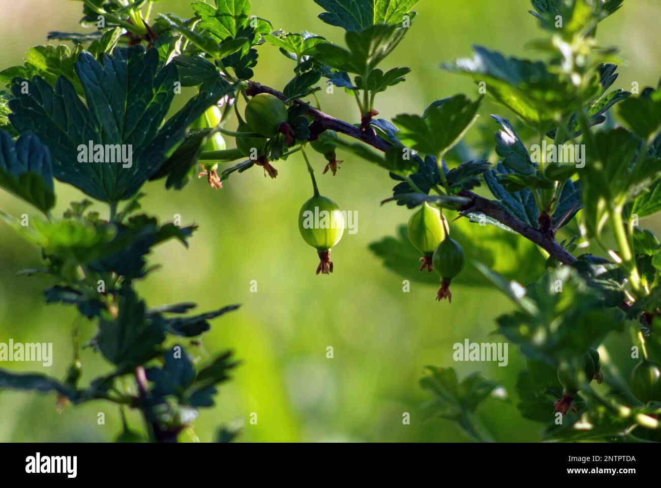 bayas de grosella en una rama, en primavera Foto de stock