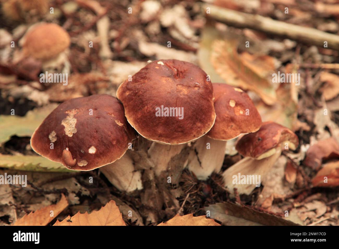 El Boletus edulis (español Penny bun, cep, porcino o porcini) es un