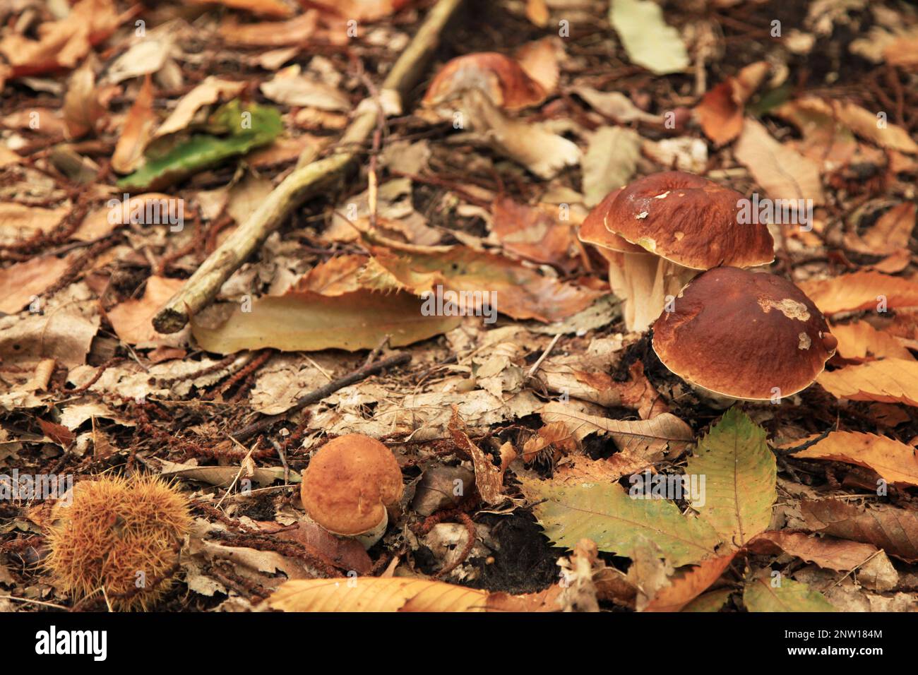 El Boletus edulis (español Penny bun, cep, porcino o porcini) es un