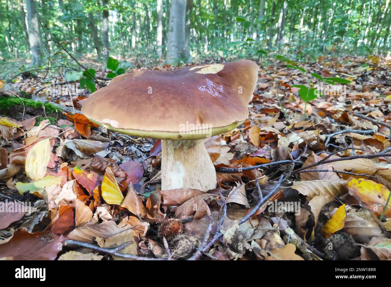 El Boletus edulis (español Penny bun, cep, porcino o porcini) es un