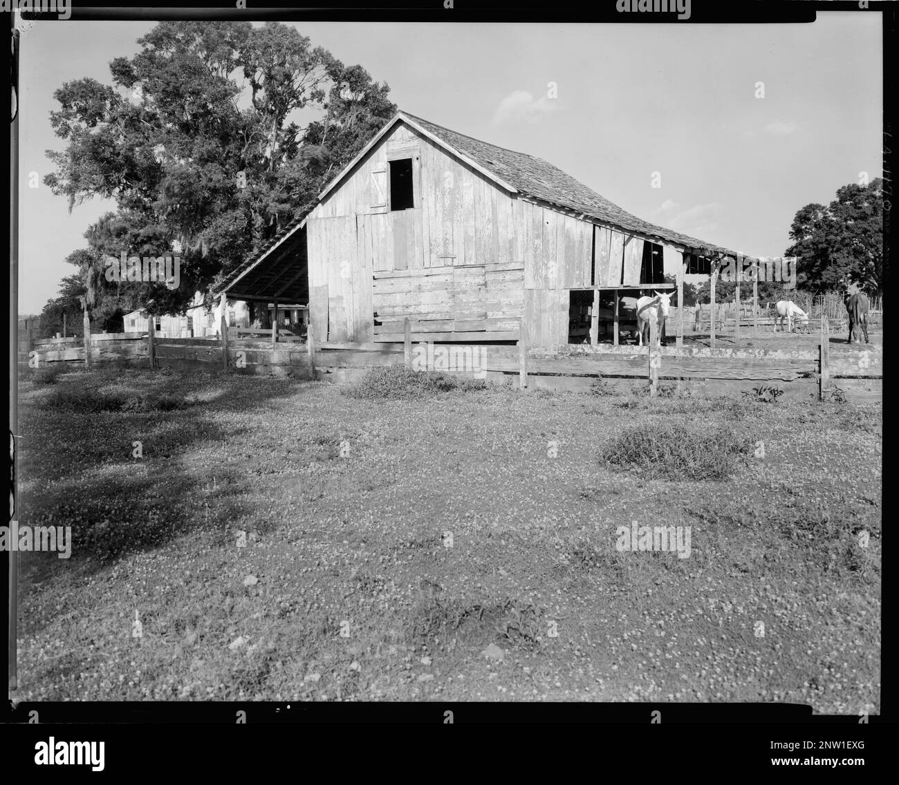 Barn, New Iberia vic., Iberia Parish, Louisiana. Encuesta Carnegie de