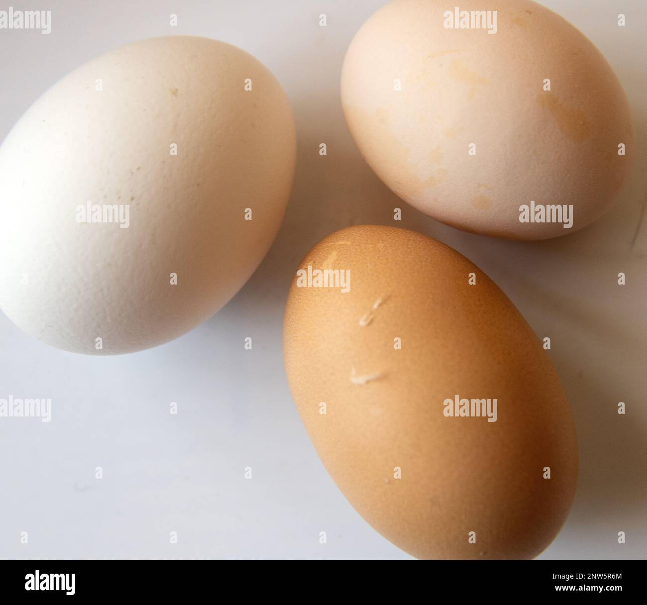 Los huevos de gallina sobre fondo blanco. Foto de stock