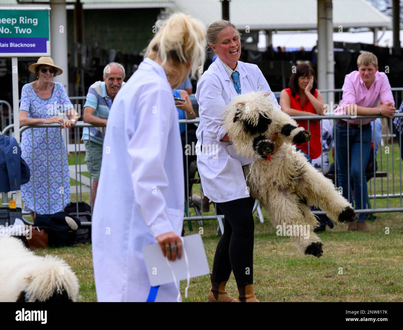 Mujer granjero lleva lleva ascensores-up 1 lindo Valais Blacknose oveja (blanco negro peludo vellón) - Gran Yorkshire Country Show, Harrogate, Inglaterra, Reino Unido. Foto de stock