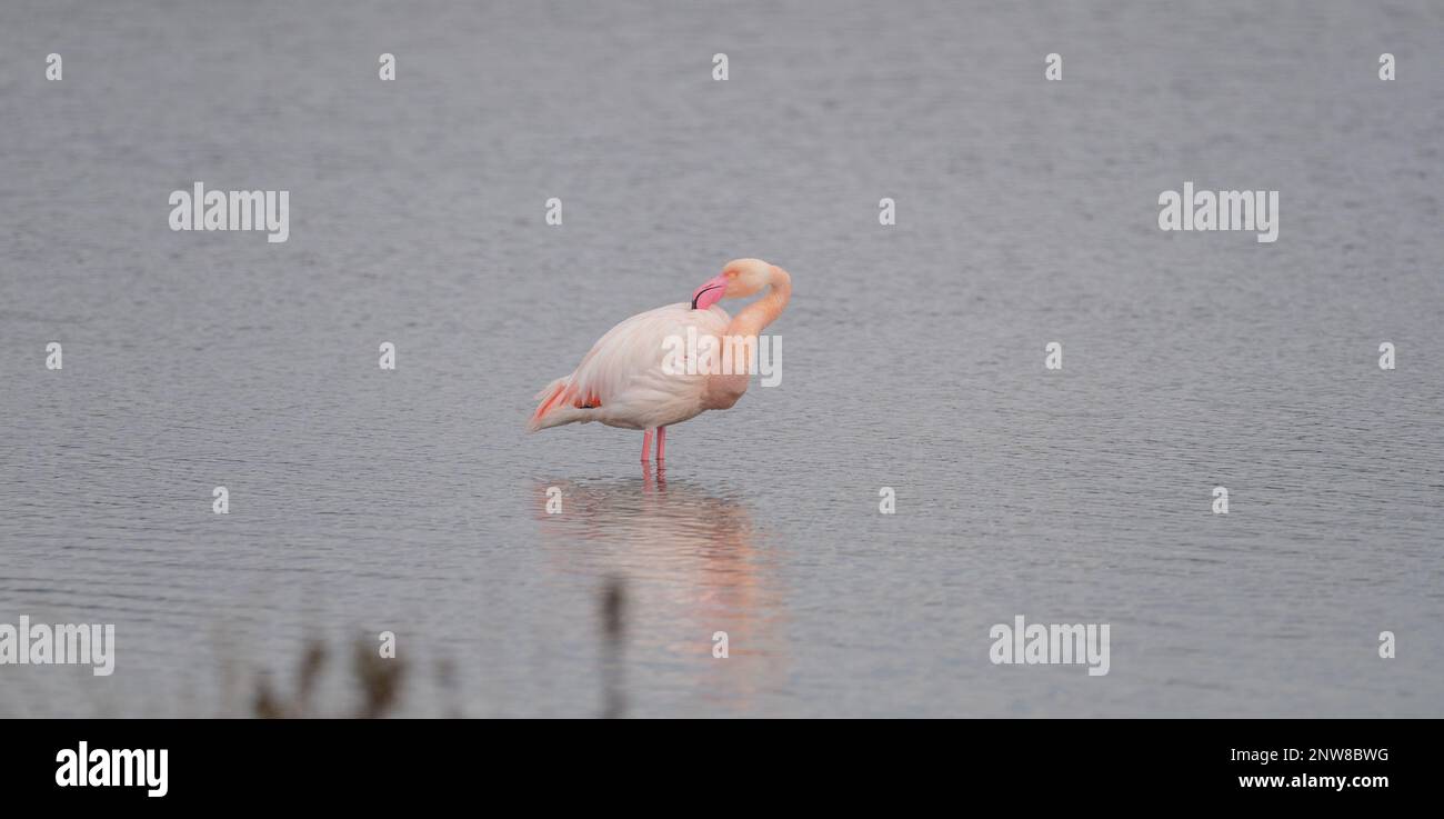 bandada de flamencos rosados en su entorno natural Foto de stock