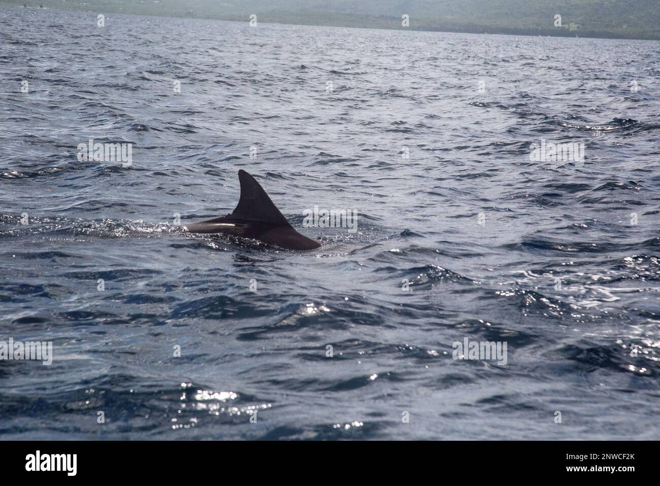 Bel Hombre, Mauricio, África, febrero de 10th 2023, delfines salvajes nadando en el océano frente a la costa de Mauricio. Foto de stock
