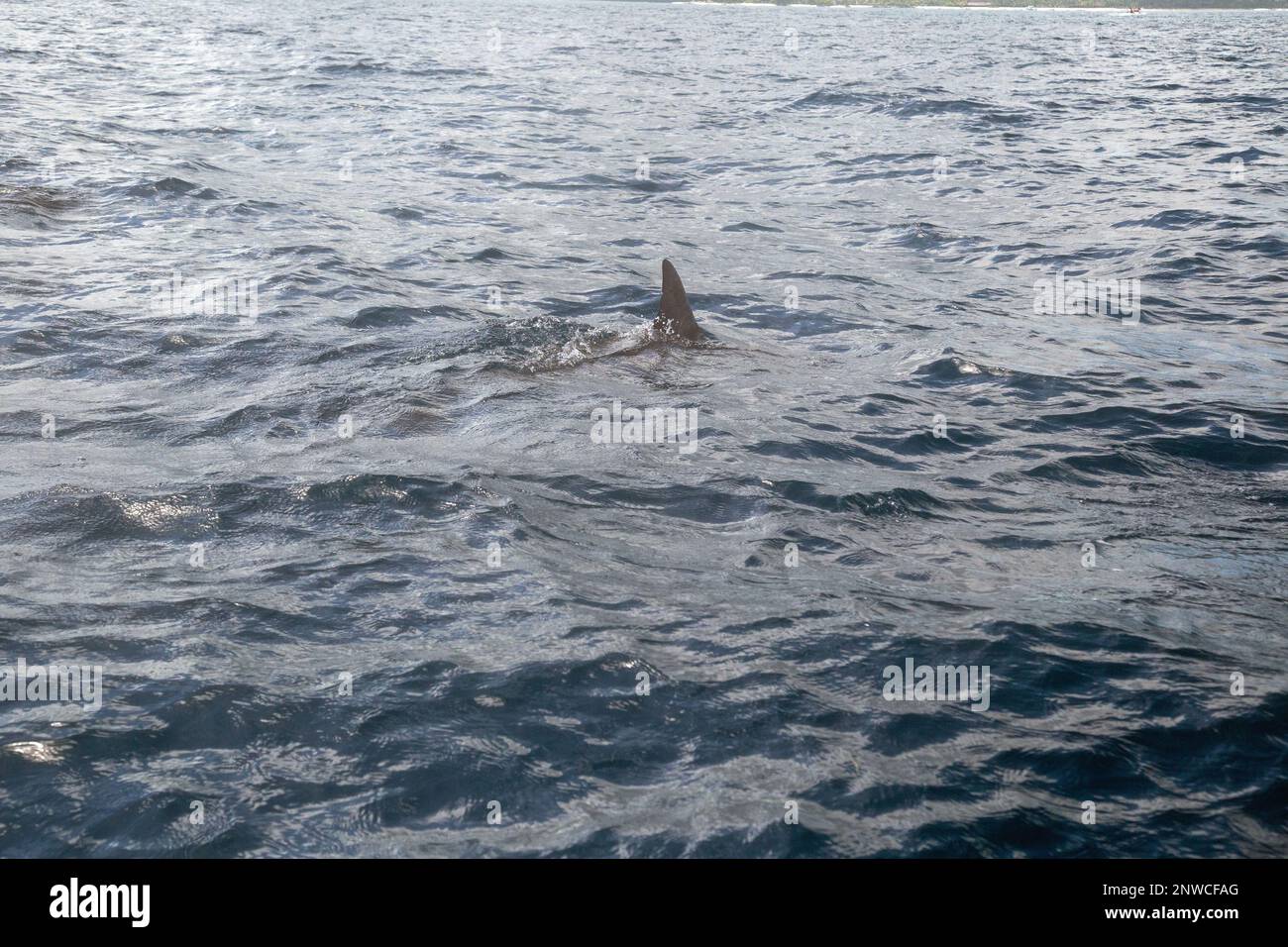 Bel Hombre, Mauricio, África, febrero de 10th 2023, delfines salvajes nadando en el océano frente a la costa de Mauricio. Foto de stock