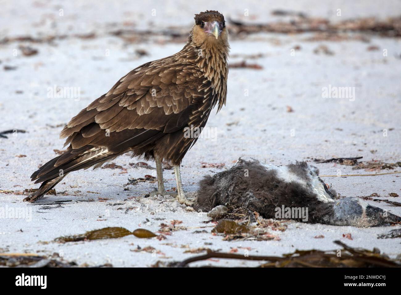 Una joven Caracara del Sur, o Caracara Crestada, Caracara Plancus, alimentándose de la carcasa de un pingüino, en una playa en las Islas Malvinas. Foto de stock