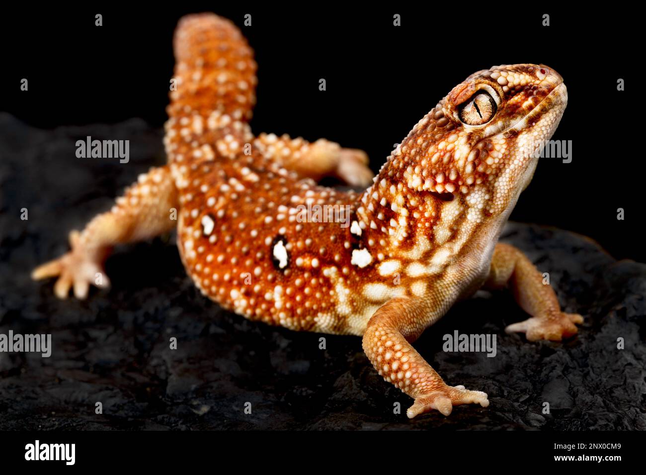 Gecko terrestre gigante sudafricano (Chondrodactylus angulifer) Foto de stock
