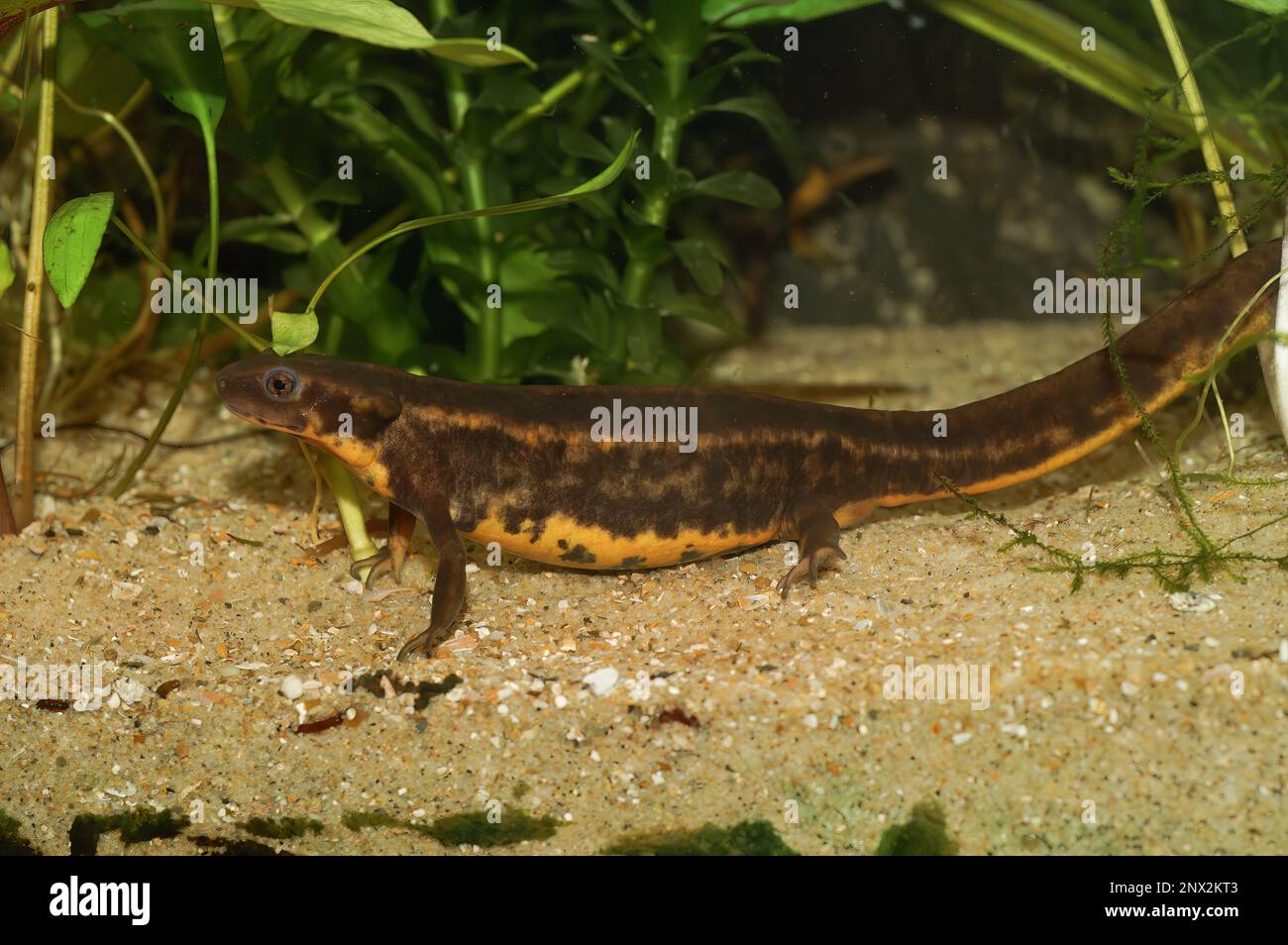 Primer plano acuático en el tritón de vientre de fuego de cola de espada Riu-Kiu en peligro de extinción, Cynops ensicauda ensicauda, endémico de Japón Foto de stock