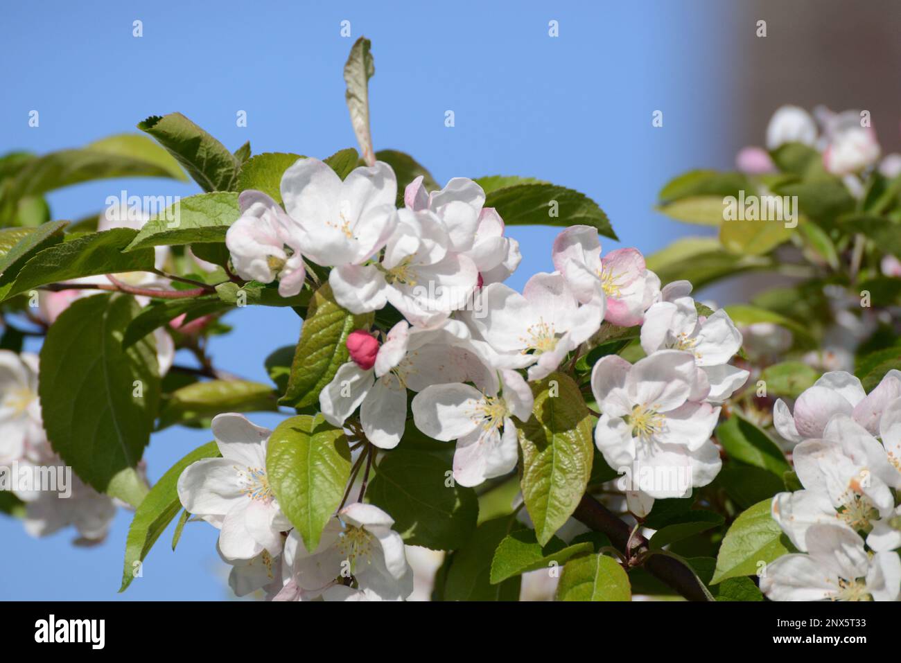Apfelbaum Blüten blühen Weiss Foto de stock