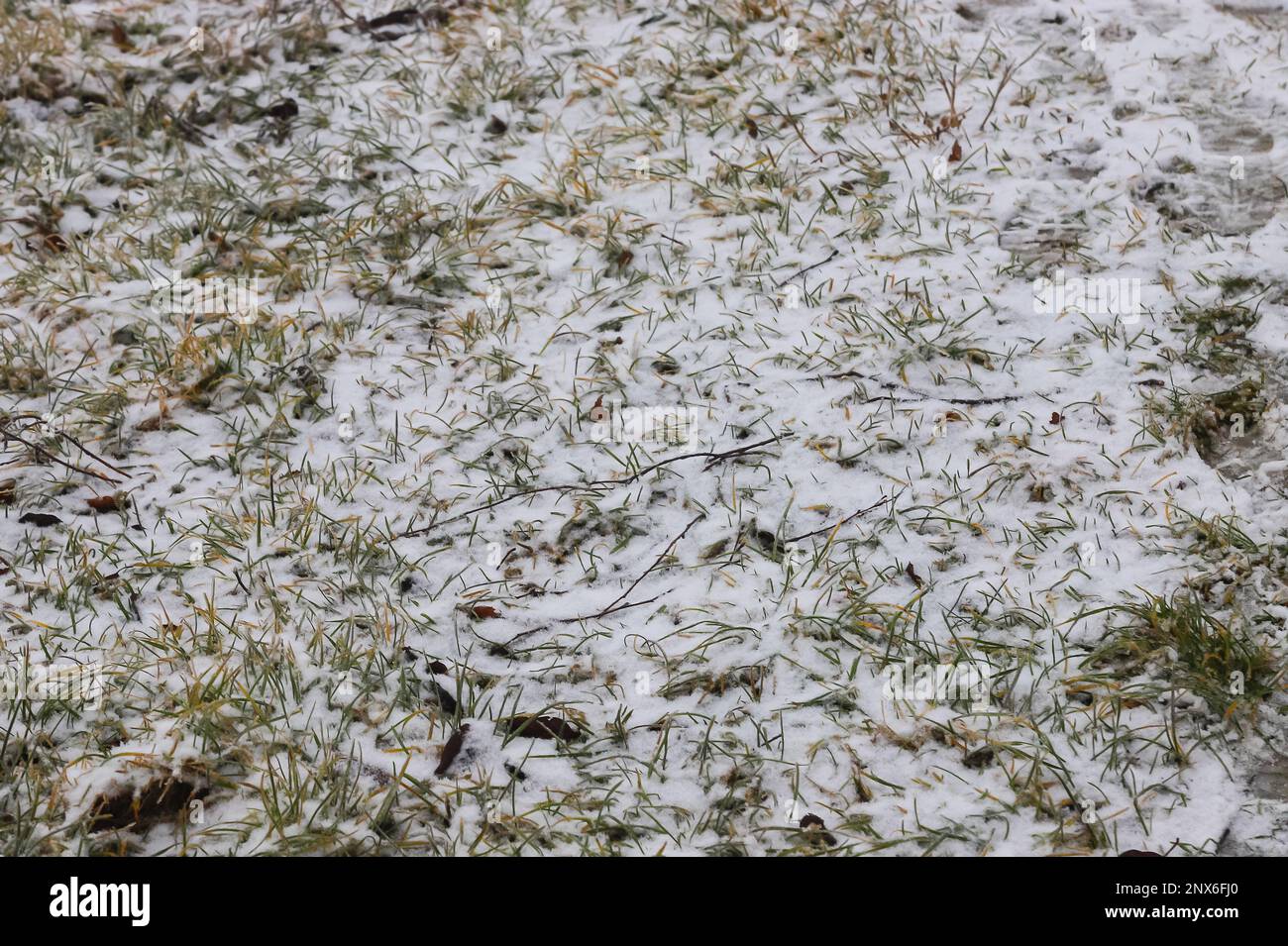 Hierba verde bajo el primer fondo blanco de la nieve, textura del patrón para el uso en el diseño de la impresión. Foto de stock