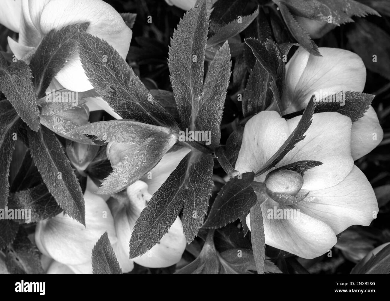 Helleborus - ROSA DE NAVIDAD B&W Foto de stock