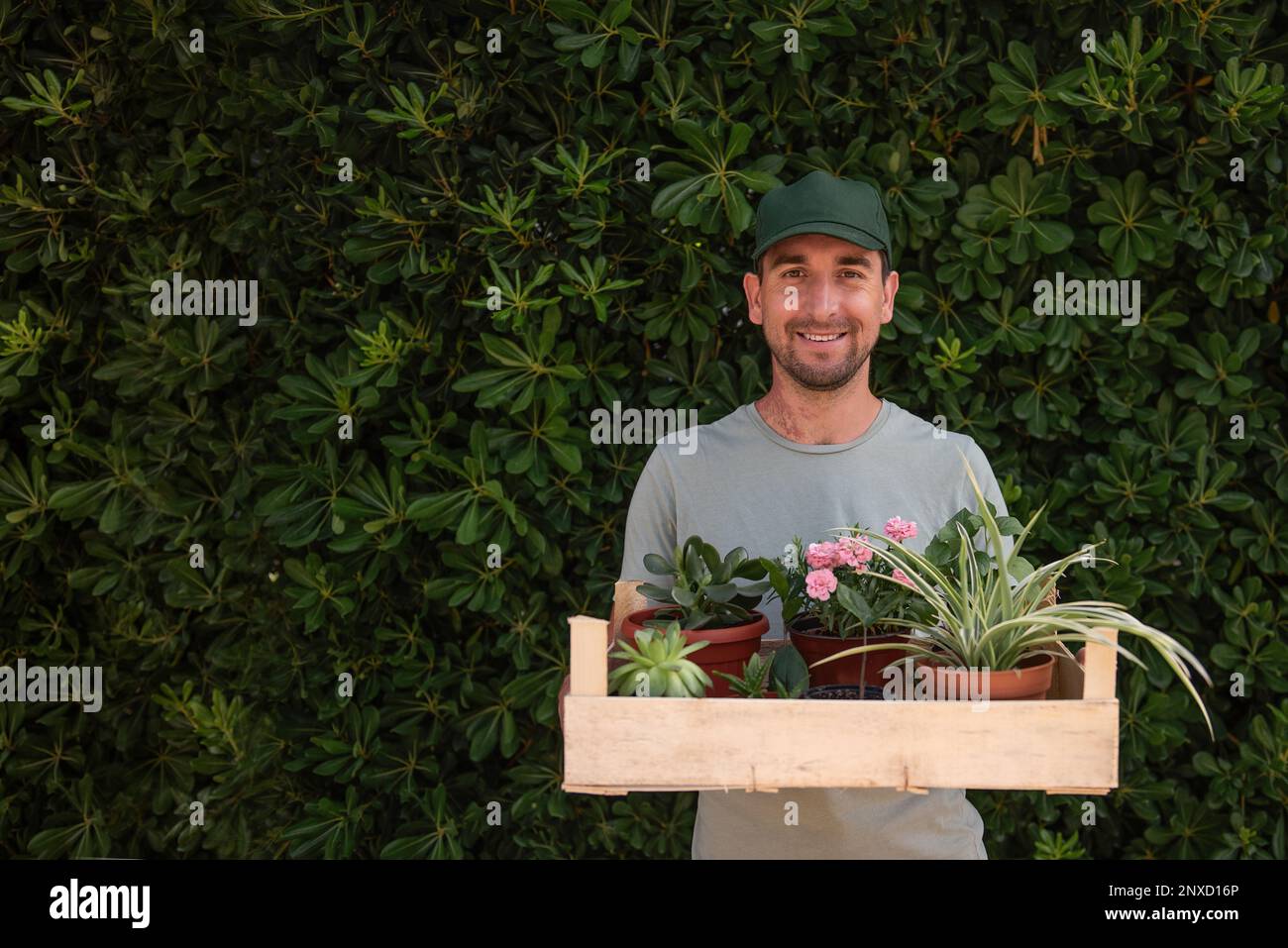 Hombre jardinero en gorra verde sostiene caja de madera con plantas de  interior frente a la valla de hoja perenne viviente Phillyrea latifolia.  Entrega de plántulas de la planta n Fotografía de