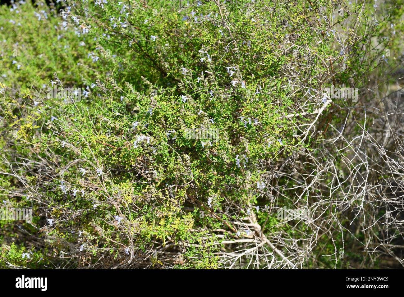 La salvia nama (Salvia namaensis) es un arbusto de hoja perenne nativo del sur de África. Foto de stock