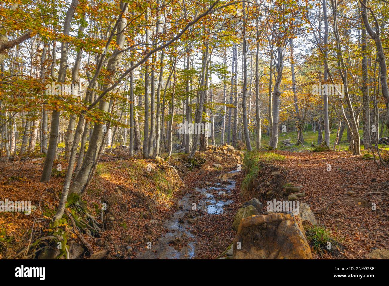 Pequeño arroyo en un bosque de haya en otoño en la región de Liguria, provincia de Génova, Italia Foto de stock
