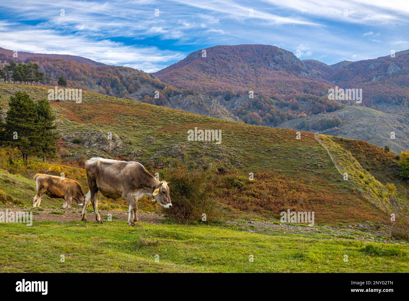 Pastoreo de vacas en un paisaje de montaña en otoño, Provincia de Génova, Liguria, Italia Foto de stock