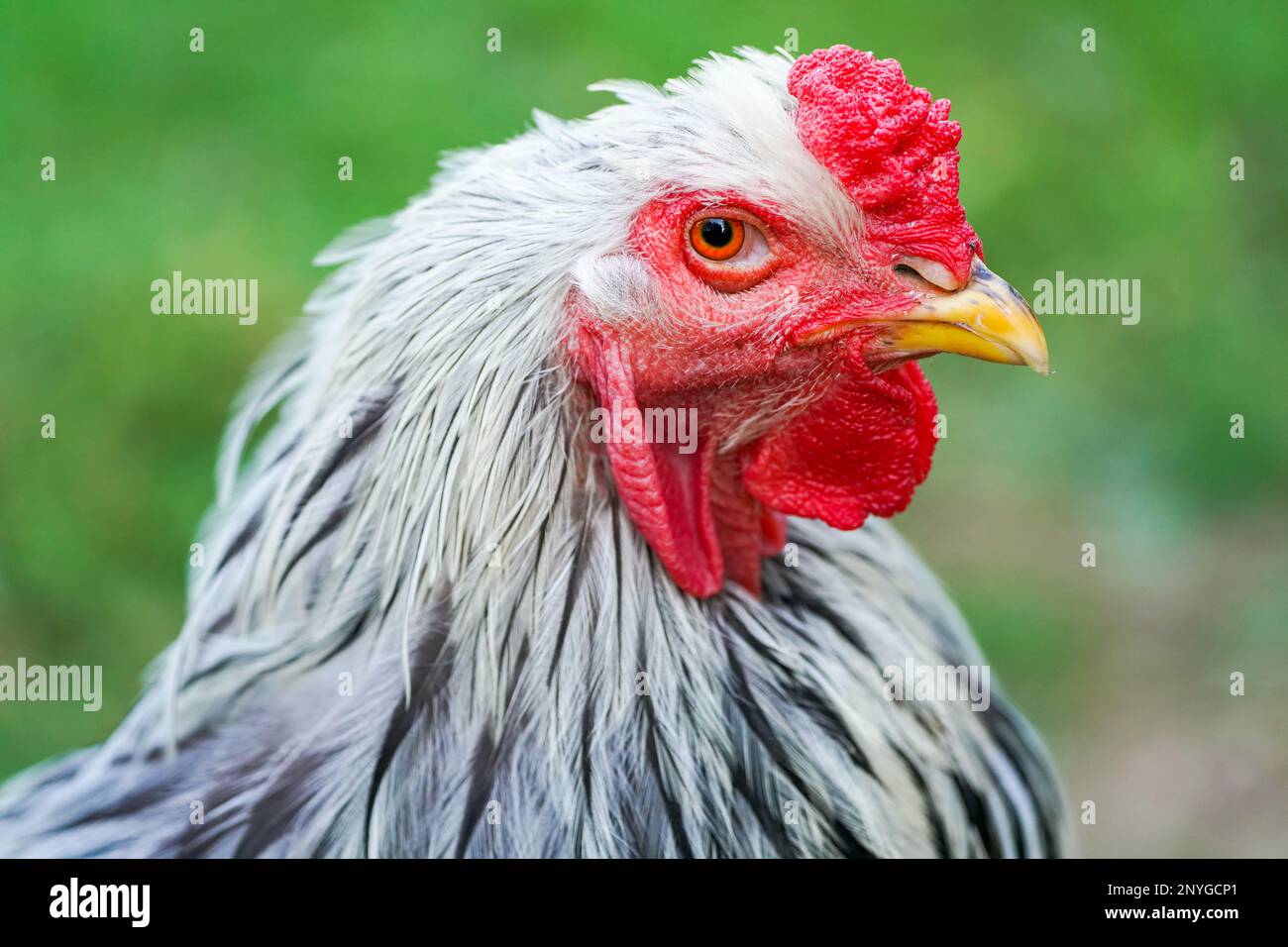 Retrato de una gallina con plumaje blanco y negro. Pájaro primer plano. Foto de stock