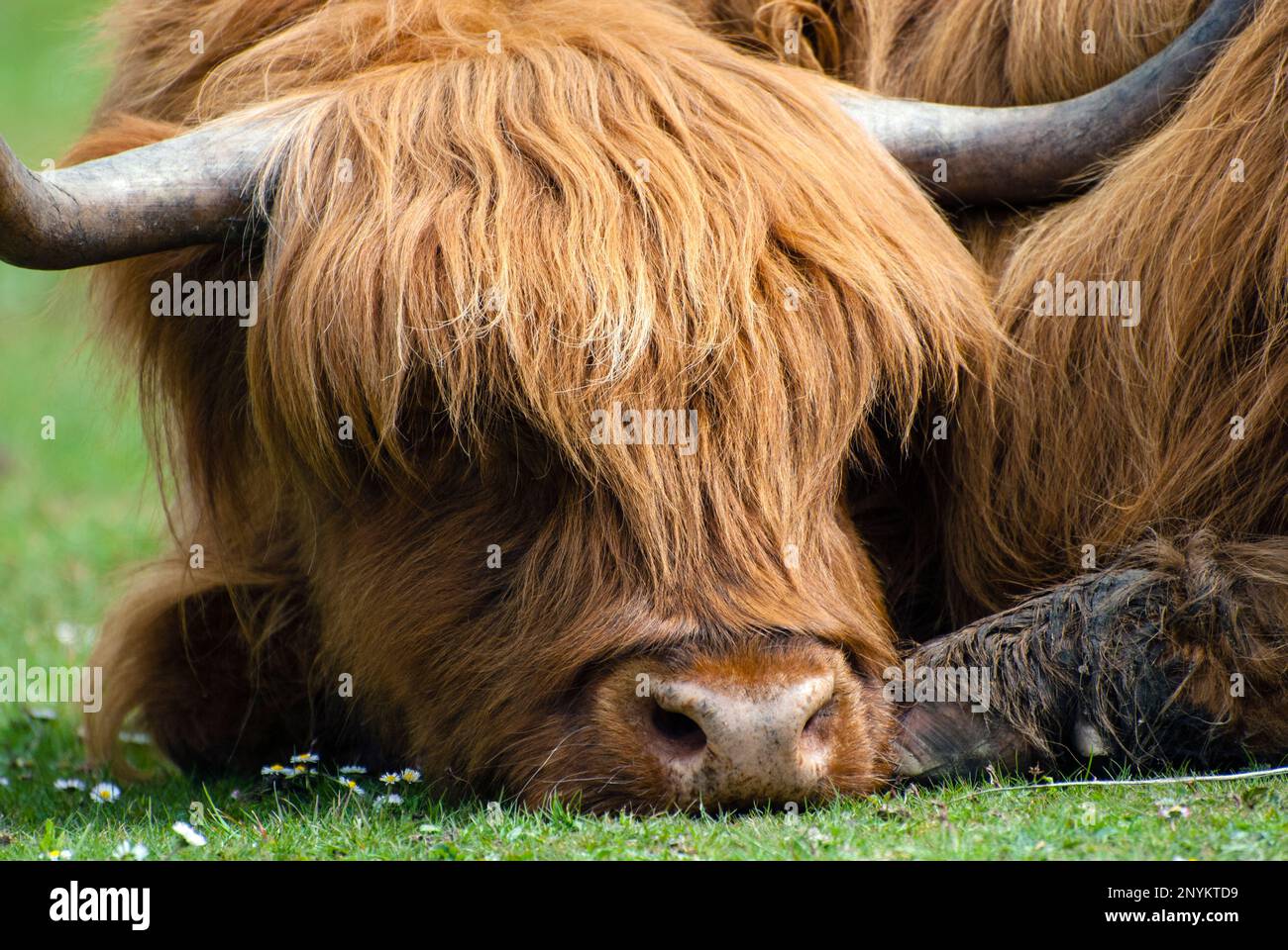 Tiro en la cabeza primer plano de una vaca Highland durmiendo / descansando. Foto de stock
