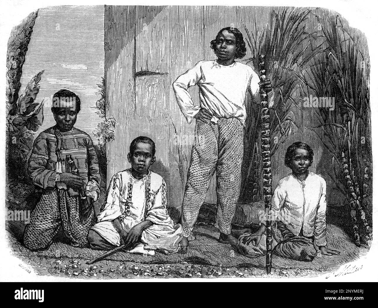 Grupo De Indios Conocidos Como Malbars O Malabares Indios Del Sur De Origen Tamil Y Cafres O 3623