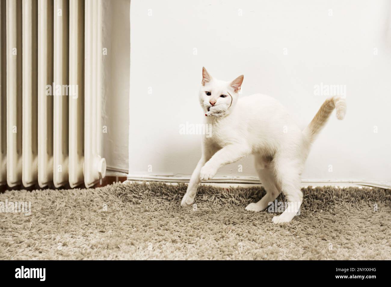 Un dulce gatito blanco jugando con su pequeño ratón de juguete en una alfombra gris de pelo largo Foto de stock